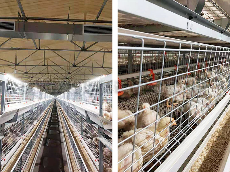 淄博桓台蛋（dàn）雞場